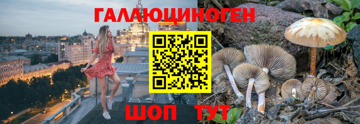 Галлюциногенные грибы Psilocybine cubensis Горячий Ключ